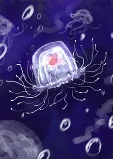 The Undersea Adventures of the Little Jellyfish